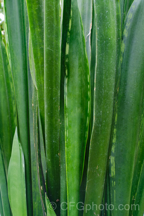 Sansevieria trifasciata 'Black Coral', a dark-leafed cultivar of the bowstring hemp or mother-in-law's tongue, a xerophytic fibrous-leafed perennial native to Nigeria. sansevieria-2484htm'>Sanseviera.