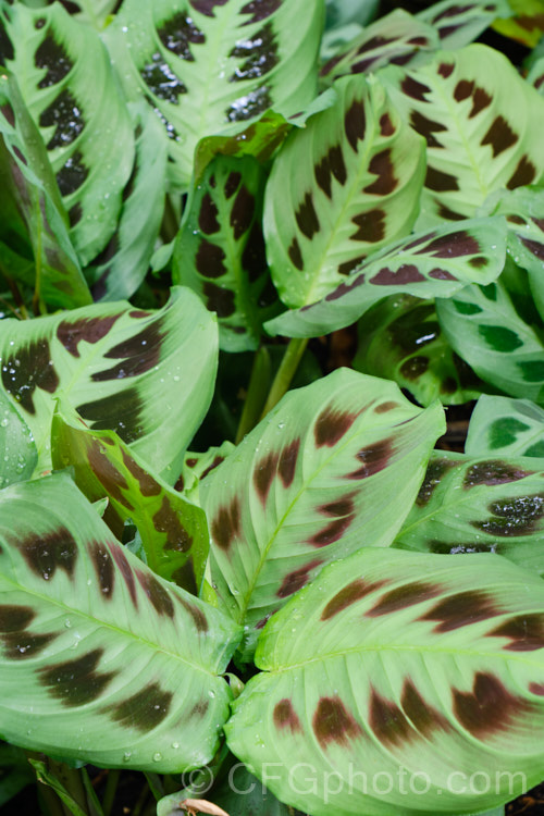 Rabbit. Tracks or Rabbit's Foot (<i>Maranta leuconeura var. kerchoviana</i>), this variety of a Brazilian rhizomatous perennial often used as a house plant has grey-green foliage with purple-brown blotches and no red tints. maranta-3124htm'>Maranta. <a href='marantaceae-plant-family-photoshtml'>Marantaceae</a>.