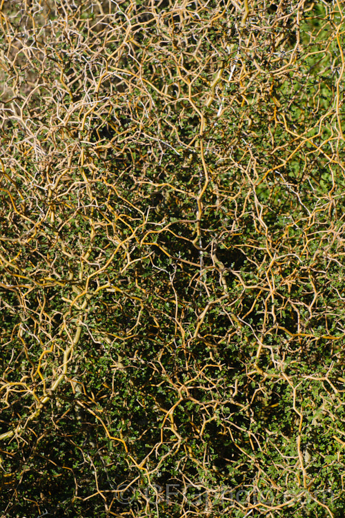 The tangled, wriry stems of Prostrate Kowhai (<i>Sophora prostrata</i>), a low-growing, ground-hugging shrub with a divaricating growth habit. Native to rocky areas of the eastern South Island of New Zealand, it bears small golden flowers in spring. In sheltered locations it has a more upright habit and can grow to 15m tall sophora-2142htm'>Sophora.