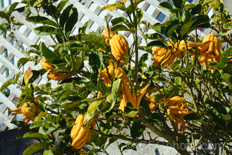Buddha's Hand or Fingered. Citron (<i>Citrus medica var. sarcodactylis</i>), a natural variety of citron in which the segments of the fruit are elongated and fleshy. The fruit has very little flesh and no juice, but it is very aromatic. It is mainly used for its fragrance, though the peel can be candied, or the 'fingers' may be sliced thinly and eaten. citrus-2140htm'>Citrus.