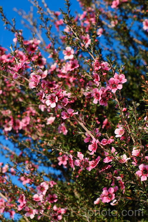 Leptospermum scoparium 'Martini', a long-flowering New Zealand -raised manuka cultivar that can grow to well over 2m tall. The parent species is an evergreen shrub native to New Zealand and southeastern Australia