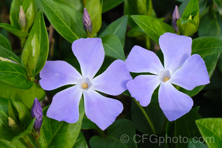 Periwinkle (<i>Vinca major</i>), a spreading, rather vine-like evergreen perennial native to western Asia. It flowers most heavily in spring and is usually regarded as a tolerable weed in semi-wild gardens rather than a plant to be cultivated. It is very similar to but slightly larger in all respects than Lesser Periwinkle (<i>Vinca minor</i>). vinca-3390htm'>Vinca. Order: Gentianales, Family: Apocynaceae