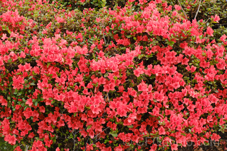 Rhododendron (evergreen azalea</i>) 'Red Robin', (syn 'Waka. Kayede'), a low, spreading, heavy-flowering cultivar with bright orange red hose-in-hose flowers. It was one of the original. Wilson. Kurume azalea introductions (<i>Number 38)