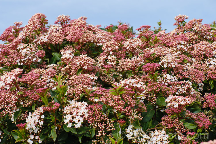 Laurustinus (<i>Viburnum tinus</i>), an evergreen winter-spring-flowering shrub native to southern Europe and North Africa. It is tough, adaptable, 3-5m tall shrub often used for hedging. viburnum-2081htm'>Viburnum. <a href='adoxaceae-plant-family-photoshtml'>Adoxaceae</a>.