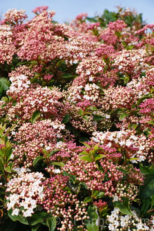 Laurustinus (<i>Viburnum tinus</i>), an evergreen winter-spring-flowering shrub native to southern Europe and North Africa. It is tough, adaptable, 3-5m tall shrub often used for hedging. viburnum-2081htm'>Viburnum. <a href='adoxaceae-plant-family-photoshtml'>Adoxaceae</a>.