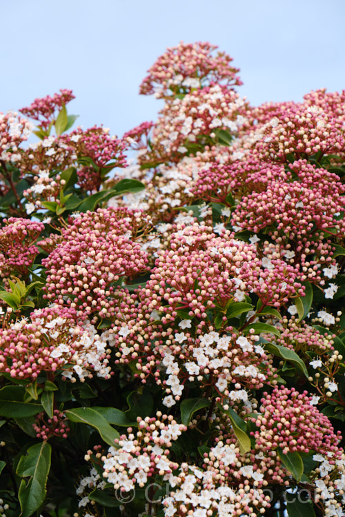 Laurustinus (<i>Viburnum tinus</i>), an evergreen winter-spring-flowering shrub native to southern Europe and North Africa. It is tough, adaptable, 3-5m tall shrub often used for hedging. viburnum-2081htm'>Viburnum. <a href='adoxaceae-plant-family-photoshtml'>Adoxaceae</a>.