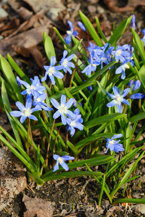 Glory-of-the-Snow (<i>Scilla luciliae [syn. Chionodoxa luciliae]), a small bulb that flowers in late winter and early spring. It is native to western Turkey and found at around 2000m altitude. scilla-2491htm'>Scilla.