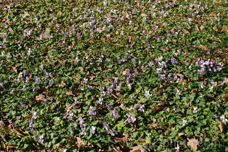 Hookedspur. Violet or Sand Violet (<i>Viola adunca</i>), a spring-flowering perennial found through much of western and northern North America. The flowers are pinkish mauve to purple, and white-flowered cultivars are available. viola-2165htm'>Viola. <a href='violaceae-plant-family-photoshtml'>Violaceae</a>.