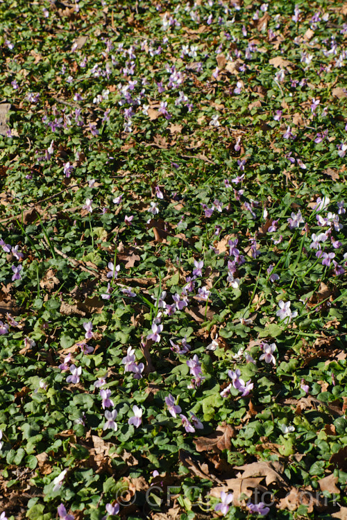 Hookedspur. Violet or Sand Violet (<i>Viola adunca</i>), a spring-flowering perennial found through much of western and northern North America. The flowers are pinkish mauve to purple, and white-flowered cultivars are available. viola-2165htm'>Viola. <a href='violaceae-plant-family-photoshtml'>Violaceae</a>.
