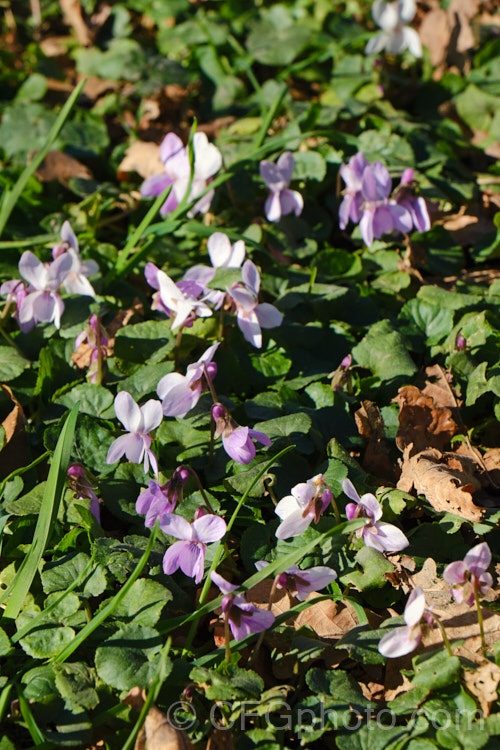 Hookedspur. Violet or Sand Violet (<i>Viola adunca</i>), a spring-flowering perennial found through much of western and northern North America. The flowers are pinkish mauve to purple, and white-flowered cultivars are available. viola-2165htm'>Viola. <a href='violaceae-plant-family-photoshtml'>Violaceae</a>.