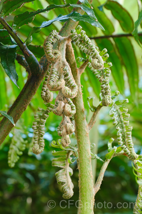 The very soft and delicate young fronds of the King Fern, Para or Potato Fern (<i>Ptisana salicina [syn. Marattia salicina]), a huge rhizomatous fern from Australasia and tropical Asia with edible rhizomes and fronds up to 36m long. ptisana-3681htm'>Ptisana. <a href='marattiaceae-plant-family-photoshtml'>Marattiaceae</a>.