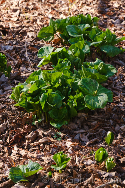 The emergent foliage of the Giant Trillium (<i>Trillium chloropetalum</i>). Often confused with Trillium sessile, this 20-65cm tall perennial occurs in many forms in the western United States. White forms may be hybrids with Trillium albidum. trillium-2304htm'>Trillium. <a href='melanthiaceae-plant-family-photoshtml'>Melanthiaceae</a>.