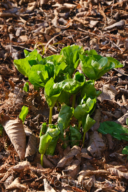 The emergent foliage of the Giant Trillium (<i>Trillium chloropetalum</i>). Often confused with Trillium sessile, this 20-65cm tall perennial occurs in many forms in the western United States. White forms may be hybrids with Trillium albidum. trillium-2304htm'>Trillium. <a href='melanthiaceae-plant-family-photoshtml'>Melanthiaceae</a>.