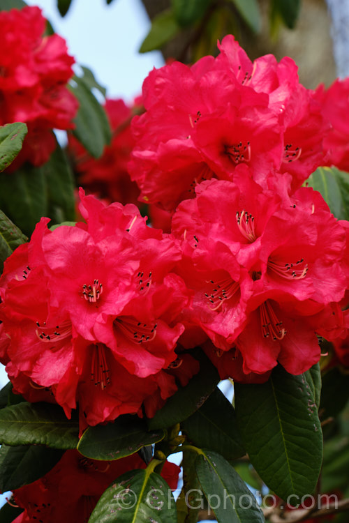 Rhododendron 'Cornubia' ('Blood. Red' x Rhododendron shilsonii</i>), a very early-flowering tree-sized hybrid raised by Barclay-Fox of Britain around 1912. It can put on a spectacular display but is at risk because blooming so early means that the flower show is often cut short by frost
