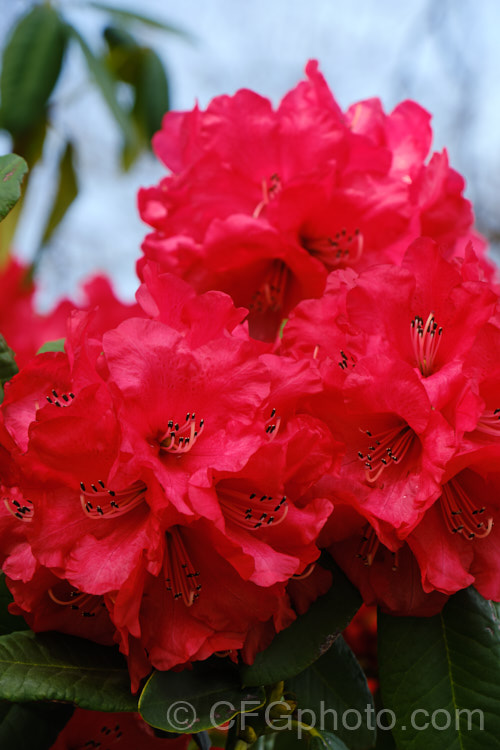 Rhododendron 'Cornubia' ('Blood. Red' x Rhododendron shilsonii</i>), a very early-flowering tree-sized hybrid raised by Barclay-Fox of Britain around 1912. It can put on a spectacular display but is at risk because blooming so early means that the flower show is often cut short by frost