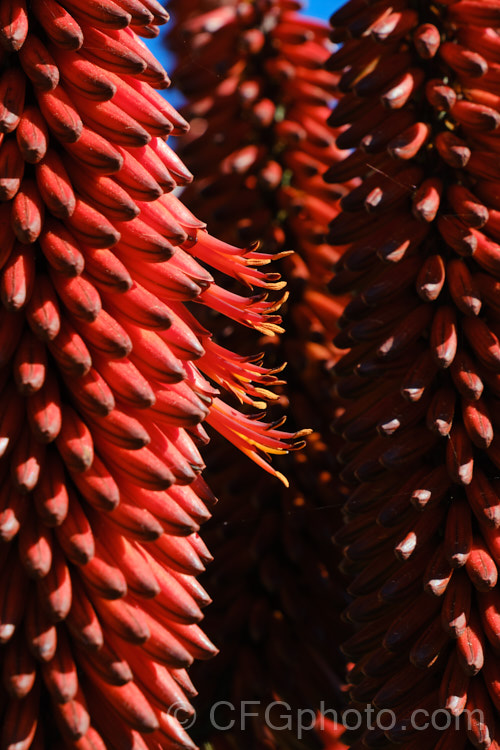 Cape. Aloe or Fierce. Aloe (<i>Aloe ferox</i>), a winter-flowering woody-stemmed perennial native to the Cape. Province of South Africa. The main trunk can be up to 3m tall In addition to having spine-tipped edges, the succulent foliage is studded with spines, though the extent of this is variable. Order: Asparagales, Family: Asphodelaceae