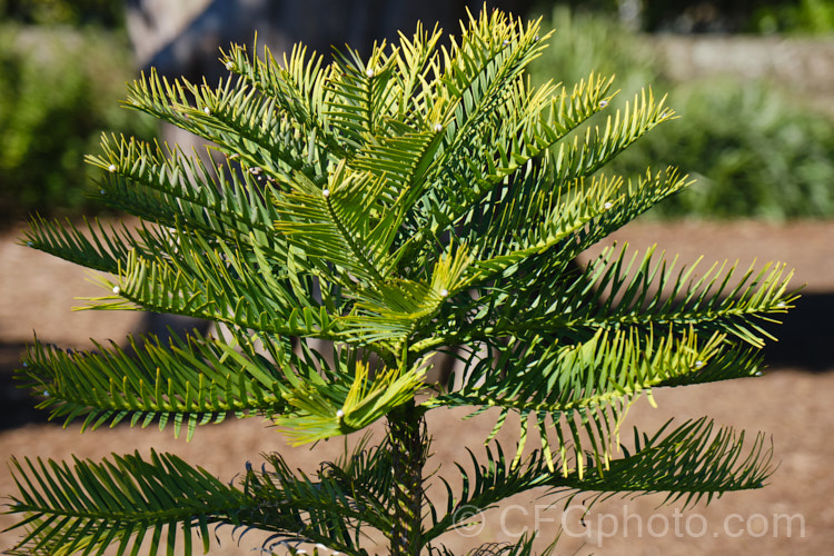 Wollemi. Pine (<i>Wollemia nobilis</i>), an evergreen conifer up to 40m tall, discovered in a narrow gorge in the Wollemi. National. Park, northwest of Sydney,Australia in 1994. The genus is thought to be around 200 million years old, is a member of the Araucariaceae and related to the Monkey Puzzle and Norfolk Island Pine. Although extremely rare in the wild, the Wollemi. Pine is slowly entering cultivation. wollemia-2935htm'>Wollemia. <a href='araucariaceae-plant-family-photoshtml'>Araucariaceae</a>.