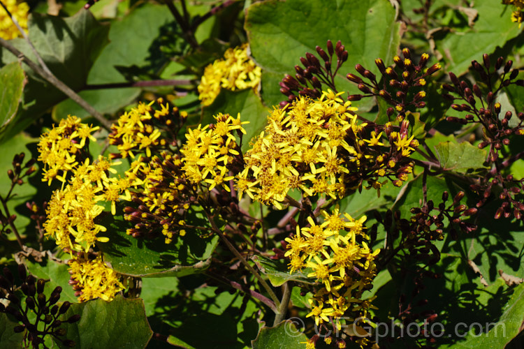 Giant Groundsel (<i>Roldana petasites [syn. Senecio petasitis]), a large evergreen perennial or shrub daisy found from Mexico to Nicaragua. It flowers for much of the year, has attractive, large, velvety leaves and can grow to over 3m high and wide. roldana-2724htm'>Roldana.