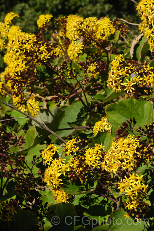 Giant Groundsel (<i>Roldana petasites [syn. Senecio petasitis]), a large evergreen perennial or shrub daisy found from Mexico to Nicaragua. It flowers for much of the year, has attractive, large, velvety leaves and can grow to over 3m high and wide. roldana-2724htm'>Roldana.