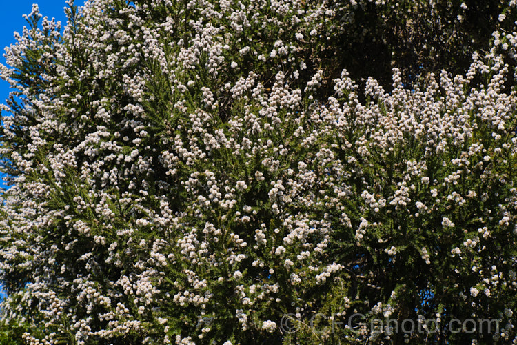 Taxandria juniperina (<i>Agonis juniperina</i>), a popular. Western Australian shrub or small tree often used in floristry. It blooms for a long period from early autumn until well into spring. taxandria-3350htm'>Taxandria. .