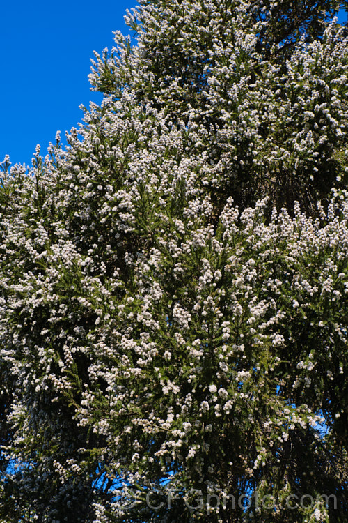 Taxandria juniperina (<i>Agonis juniperina</i>), a popular. Western Australian shrub or small tree often used in floristry. It blooms for a long period from early autumn until well into spring. taxandria-3350htm'>Taxandria. .