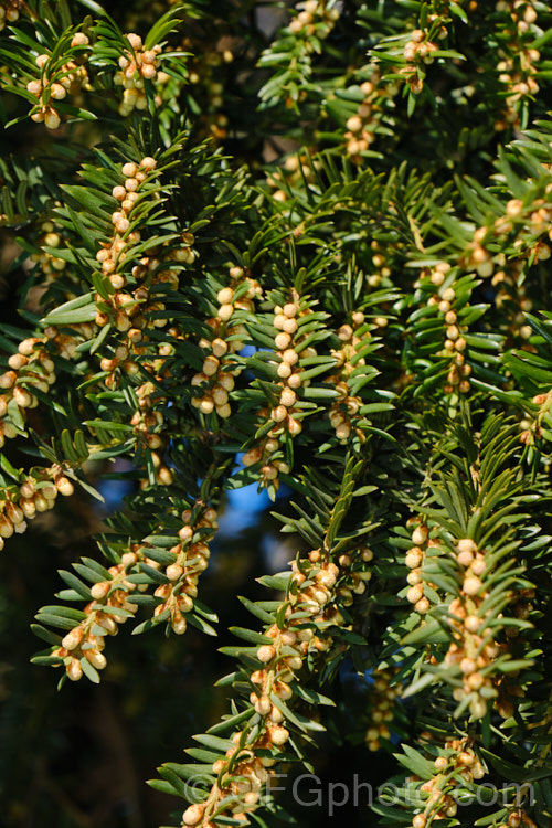 A Yew (<i>Taxus baccata</i>) in early spring, with pollen cones about to open. This very tough and widely cultivated Eurasian conifer occurs in many cultivated forms but in the wild is usually seen as a multi-branched dome-shaped tree around 15-20m tall Order: Pinales, Family: Taxaceae