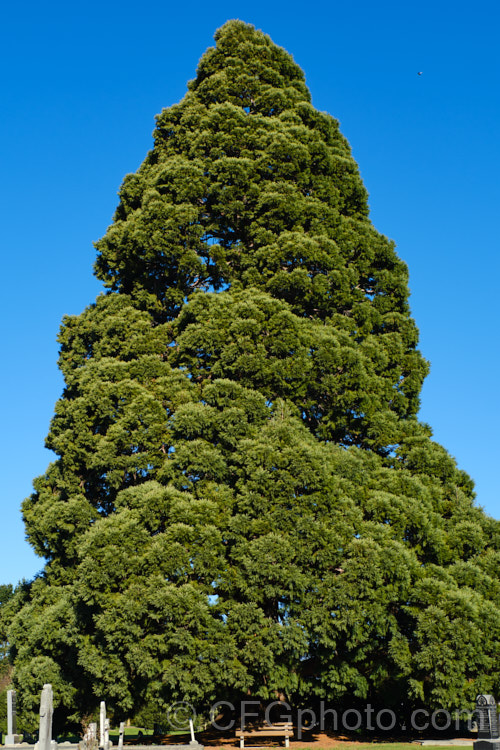 Giant Sequoia, Big. Tree or Sierra Redwood (<i>Sequoiadendron giganteum</i>), the world's largest tree by volume, this Californian conifer is capable of reaching nearly 100m tall sequoiadendron-2495htm'>Sequoiadendron. Order: Pinales, Family: Cupressaceae