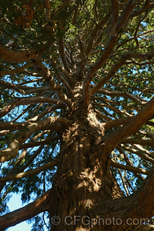 Giant Sequoia, Big. Tree or Sierra Redwood (<i>Sequoiadendron giganteum</i>), the world's largest tree by volume, this Californian conifer is capable of reaching nearly 100m tall sequoiadendron-2495htm'>Sequoiadendron. Order: Pinales, Family: Cupressaceae