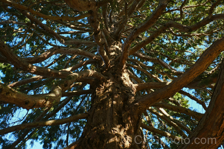 Giant Sequoia, Big. Tree or Sierra Redwood (<i>Sequoiadendron giganteum</i>), the world's largest tree by volume, this Californian conifer is capable of reaching nearly 100m tall sequoiadendron-2495htm'>Sequoiadendron. Order: Pinales, Family: Cupressaceae