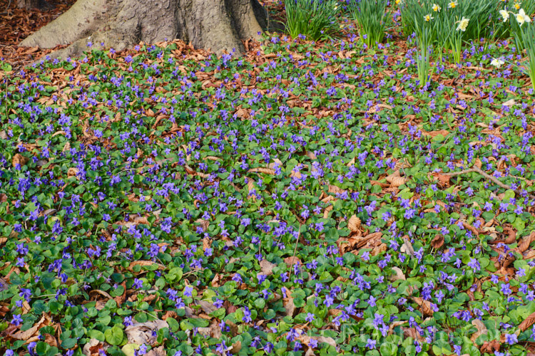 Sweet Violets (<i>Viola odorata</i>) in a woodland setting. This low-growing, stoloniferous, spring-flowering. European perennial has flowers that are sweetly scented, the fragrance being widely used in perfumes. viola-2165htm'>Viola. <a href='violaceae-plant-family-photoshtml'>Violaceae</a>.