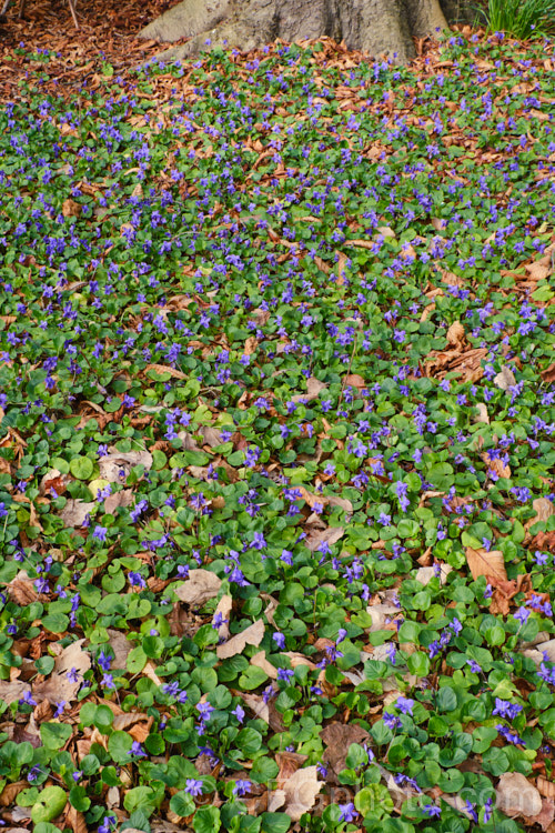 Sweet Violets (<i>Viola odorata</i>) in a woodland setting. This low-growing, stoloniferous, spring-flowering. European perennial has flowers that are sweetly scented, the fragrance being widely used in perfumes. viola-2165htm'>Viola. <a href='violaceae-plant-family-photoshtml'>Violaceae</a>.