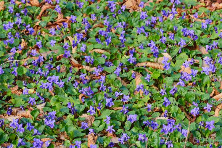 Sweet Violets (<i>Viola odorata</i>) in a woodland setting. This low-growing, stoloniferous, spring-flowering. European perennial has flowers that are sweetly scented, the fragrance being widely used in perfumes. viola-2165htm'>Viola. <a href='violaceae-plant-family-photoshtml'>Violaceae</a>.