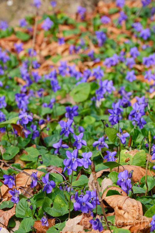 Sweet Violets (<i>Viola odorata</i>) in a woodland setting. This low-growing, stoloniferous, spring-flowering. European perennial has flowers that are sweetly scented, the fragrance being widely used in perfumes. viola-2165htm'>Viola. <a href='violaceae-plant-family-photoshtml'>Violaceae</a>.