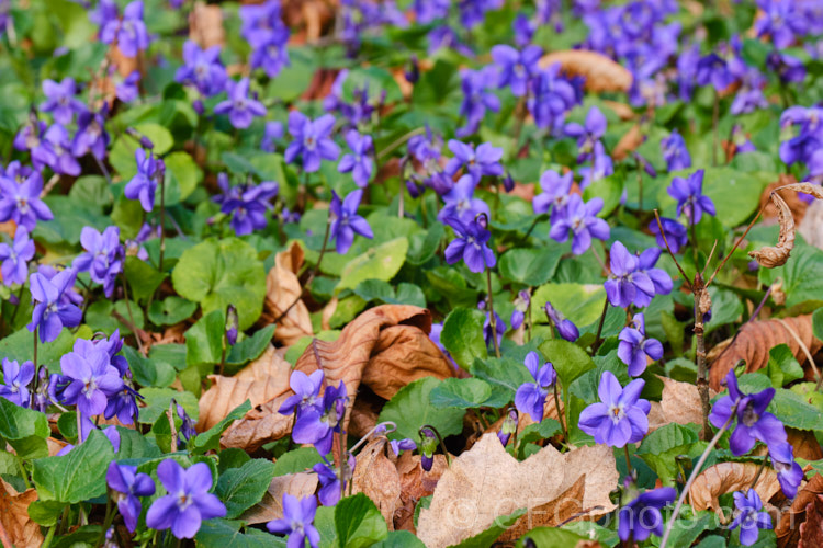 Sweet Violets (<i>Viola odorata</i>) in a woodland setting. This low-growing, stoloniferous, spring-flowering. European perennial has flowers that are sweetly scented, the fragrance being widely used in perfumes. viola-2165htm'>Viola. <a href='violaceae-plant-family-photoshtml'>Violaceae</a>.