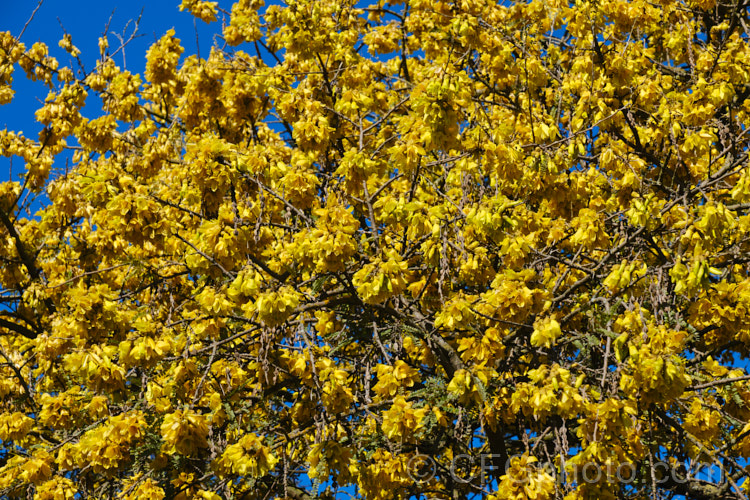 Kowhai (<i>Sophora tetraptera</i>), a briefly deciduous tree from New Zealand andChile. Its flowers are rich in nectar, appear from late winter into spring (as the foliage drops</i>) and are a New Zealand national symbol. sophora-2142htm'>Sophora.
