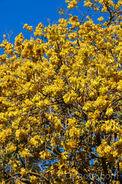 Kowhai (<i>Sophora tetraptera</i>), a briefly deciduous tree from New Zealand andChile. Its flowers are rich in nectar, appear from late winter into spring (as the foliage drops</i>) and are a New Zealand national symbol. sophora-2142htm'>Sophora.