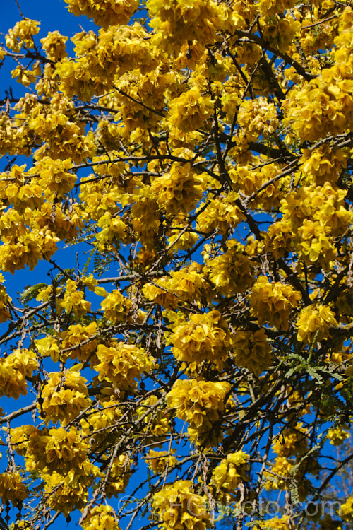 Kowhai (<i>Sophora tetraptera</i>), a briefly deciduous tree from New Zealand andChile. Its flowers are rich in nectar, appear from late winter into spring (as the foliage drops</i>) and are a New Zealand national symbol. sophora-2142htm'>Sophora.