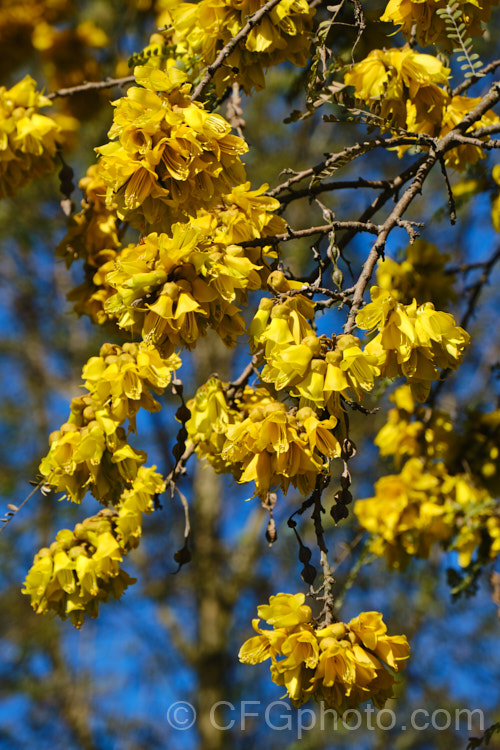 Kowhai (<i>Sophora tetraptera</i>), a briefly deciduous tree from New Zealand andChile. Its flowers are rich in nectar, appear from late winter into spring (as the foliage drops</i>) and are a New Zealand national symbol. sophora-2142htm'>Sophora.
