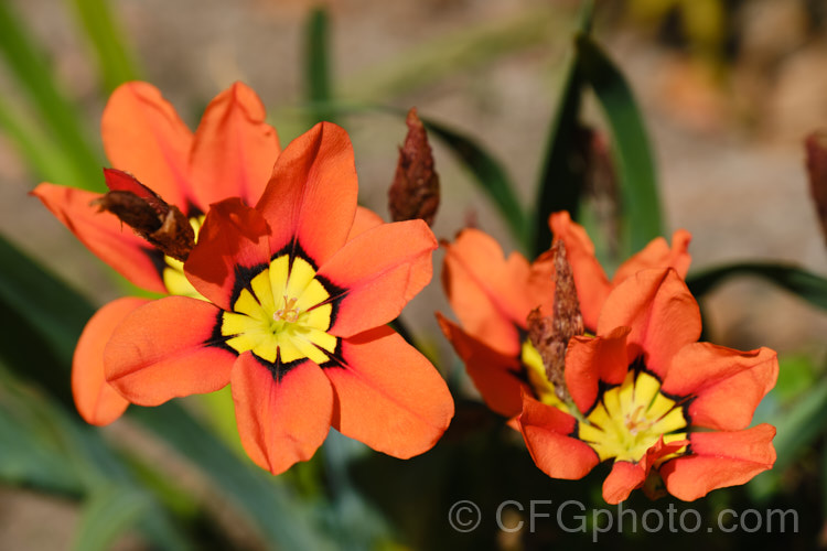 Sparaxis tricolor, a South African corm that flowers from late winter into spring. Its flowers occur in several colours and it will naturalise in suitably mild climates. sparaxis-2499htm'>Sparaxis.