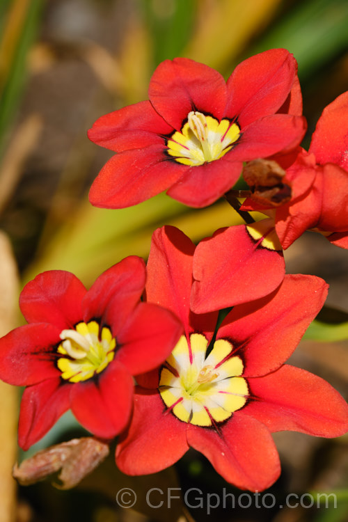 Sparaxis tricolor, a South African corm that flowers from late winter into spring. Its flowers occur in several colours and it will naturalise in suitably mild climates. sparaxis-2499htm'>Sparaxis.