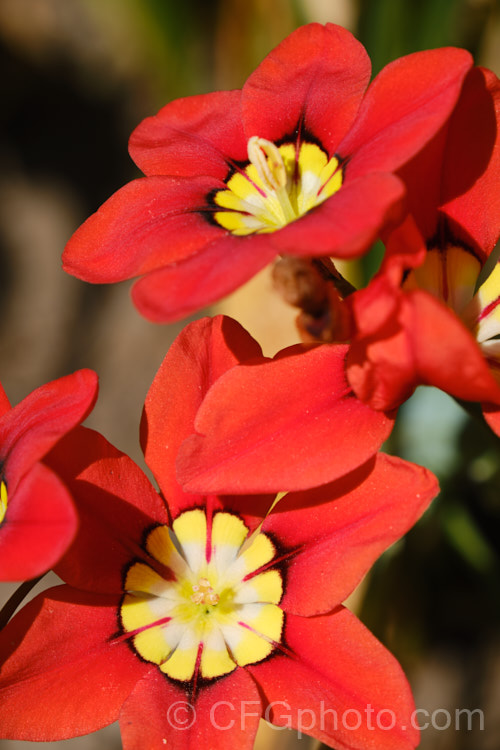 Sparaxis tricolor, a South African corm that flowers from late winter into spring. Its flowers occur in several colours and it will naturalise in suitably mild climates. sparaxis-2499htm'>Sparaxis.