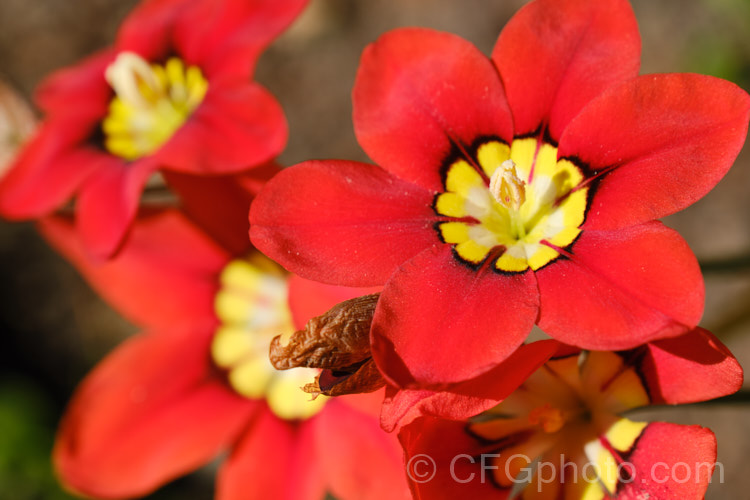 Sparaxis tricolor, a South African corm that flowers from late winter into spring. Its flowers occur in several colours and it will naturalise in suitably mild climates. sparaxis-2499htm'>Sparaxis.