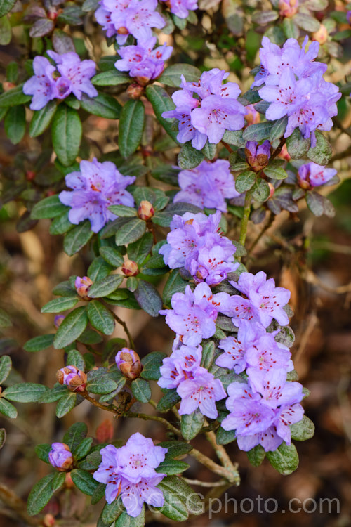 Rhododendron hippophaeoides, an upright, rather open-growing evergreen shrub up to 15m tall. It is native to Yunnan and Szechwan, China, where it occurs at elevations up to 4000m. The heads of small mauve-blue flowers open in early spring