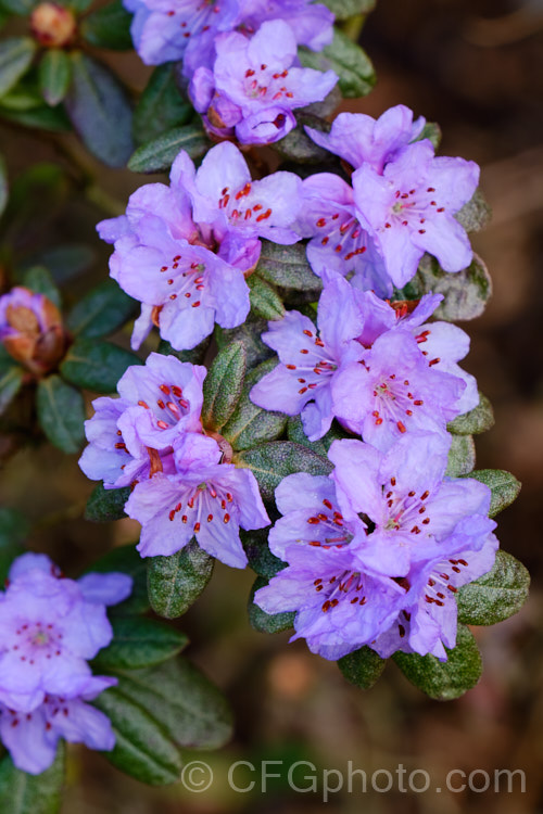 Rhododendron hippophaeoides, an upright, rather open-growing evergreen shrub up to 15m tall. It is native to Yunnan and Szechwan, China, where it occurs at elevations up to 4000m. The heads of small mauve-blue flowers open in early spring
