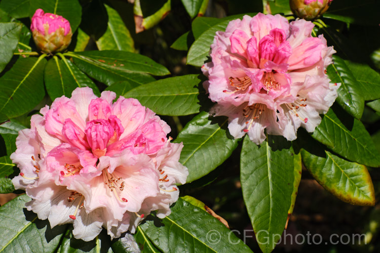 Rhododendron montroseanum, a late winter- to early spring-flowering tree-sized, grande series species from western China and northern Burma. Its flowers are usually deep pink, but the near white form flushed with deep pink is not uncommon. The flower trusses are quite large but may appear small simply because of the size of the heavily-veined leaves, which are often over 30cm long