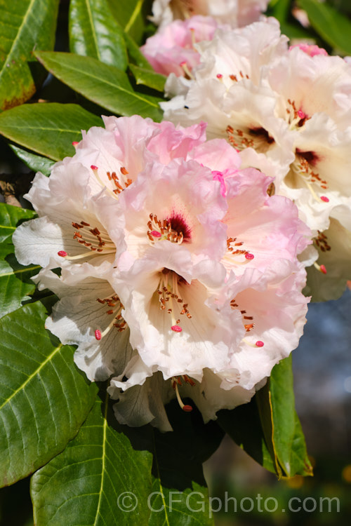 Rhododendron montroseanum, a late winter- to early spring-flowering tree-sized, grande series species from western China and northern Burma. Its flowers are usually deep pink, but the near white form flushed with deep pink is not uncommon. The flower trusses are quite large but may appear small simply because of the size of the heavily-veined leaves, which are often over 30cm long