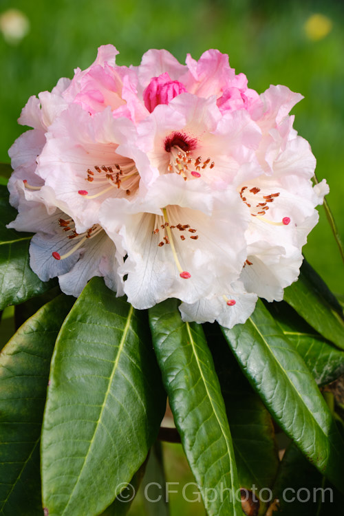 Rhododendron montroseanum, a late winter- to early spring-flowering tree-sized, grande series species from western China and northern Burma. Its flowers are usually deep pink, but the near white form flushed with deep pink is not uncommon. The flower trusses are quite large but may appear small simply because of the size of the heavily-veined leaves, which are often over 30cm long