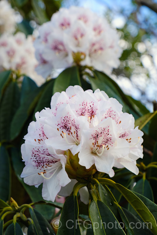 Rhododendron 'Peter Tigerstedt' (syn 'P. M. A Tigerstedt'), a Finnish. Rhododendron catawbiense x Rhododendron brachycarpum var. tigerstedtii hybrid that is very hardy and grows to over 2m tall It was raised in 1974 but not registered until 1996