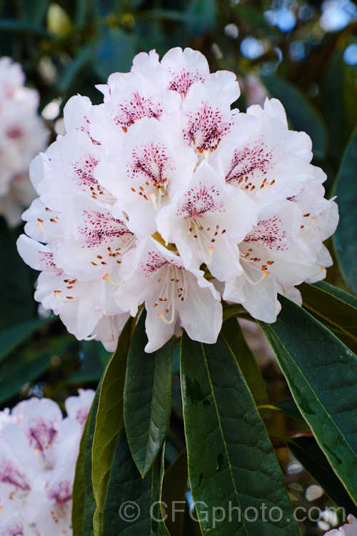 Rhododendron 'Peter Tigerstedt' (syn 'P. M. A Tigerstedt'), a Finnish. Rhododendron catawbiense x Rhododendron brachycarpum var. tigerstedtii hybrid that is very hardy and grows to over 2m tall It was raised in 1974 but not registered until 1996
