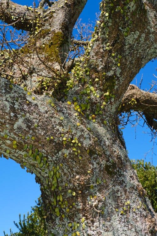 Leather-leaf. Fern (<i>Pyrrosia eleagnifolia</i>), a epiphytic fern endemic to New Zealand, where it occurs over much of the country but is less common in the drier eastern areas. It may also be ground dwelling